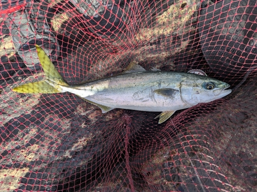 ワカシの釣果