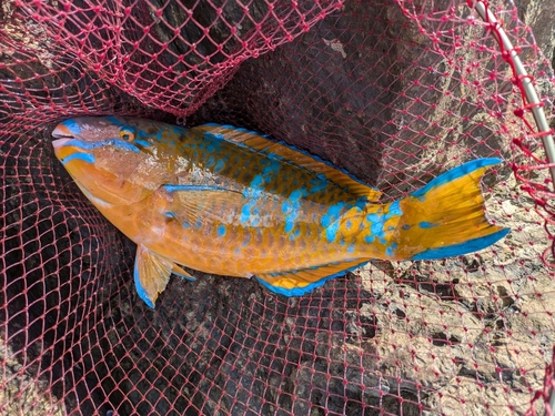 ヒブダイの釣果