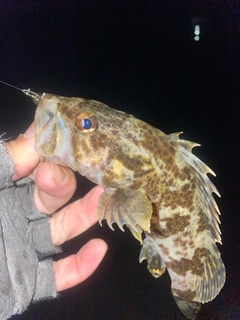 タケノコメバルの釣果