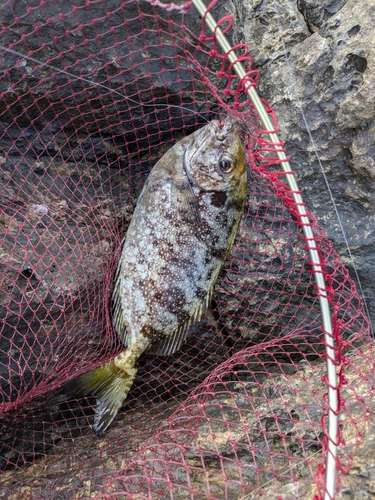 アイゴの釣果