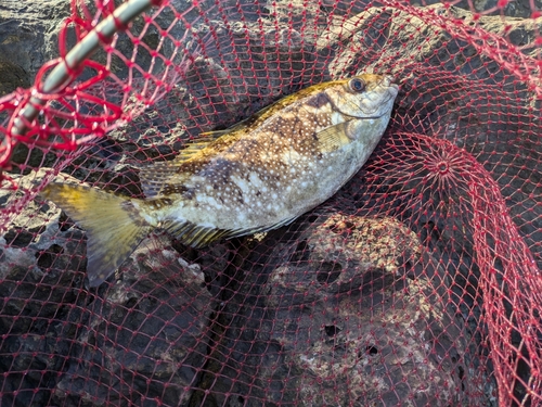 アイゴの釣果