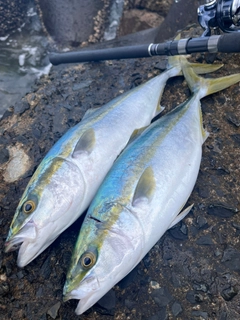 ヤズの釣果