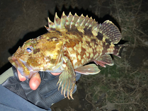 カサゴの釣果