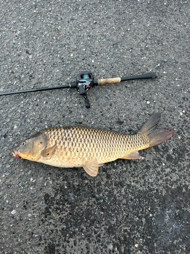 コイの釣果