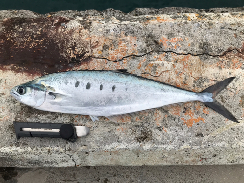 ミナミイケカツオの釣果