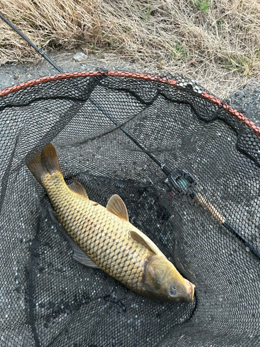 コイの釣果