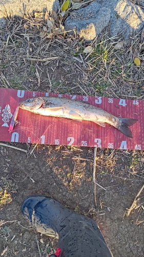 ニゴイの釣果