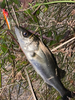 セイゴ（マルスズキ）の釣果