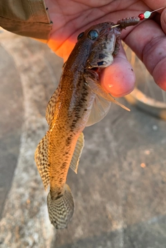 マハゼの釣果