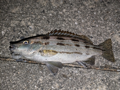 シマイサキの釣果