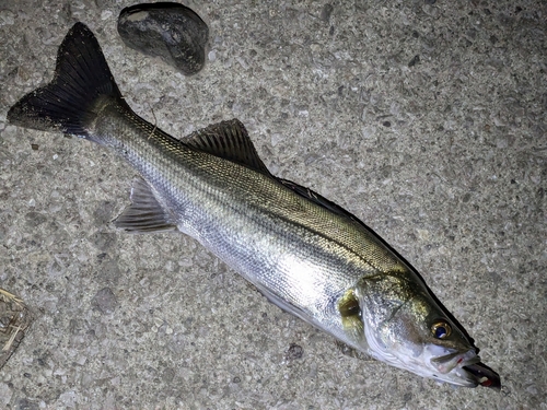 フッコ（マルスズキ）の釣果