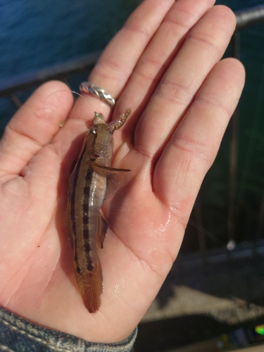 アカオビシマハゼの釣果