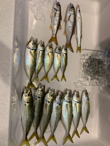 アジの釣果