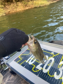 ブラックバスの釣果