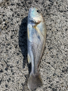 イシモチの釣果