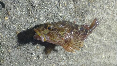 カサゴの釣果