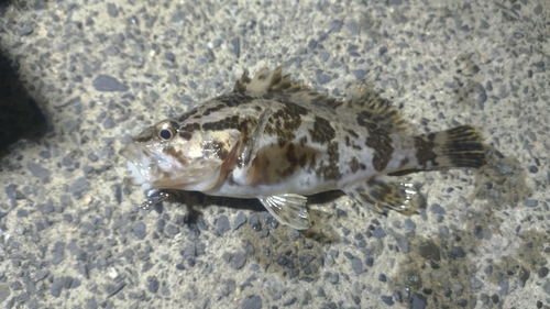 タケノコメバルの釣果