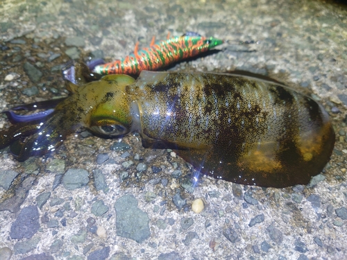 アオリイカの釣果