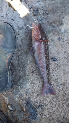 アイナメの釣果