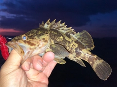 タケノコメバルの釣果