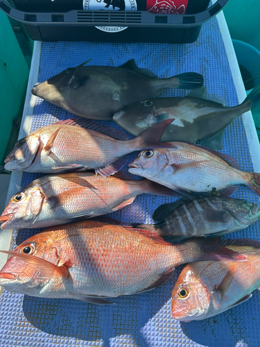 マダイの釣果