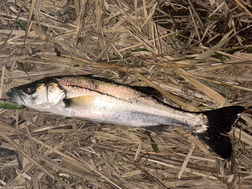 セイゴ（マルスズキ）の釣果