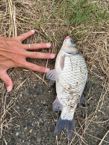 ヘラブナの釣果