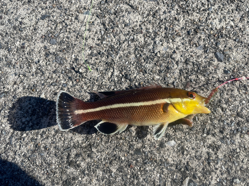 ハゼの釣果