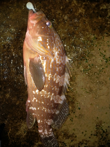 アコウの釣果