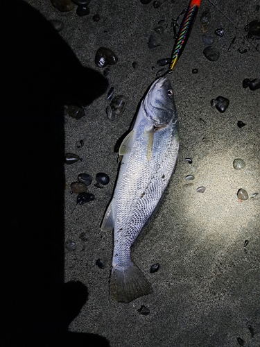 ニベの釣果