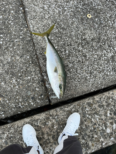 ハマチの釣果