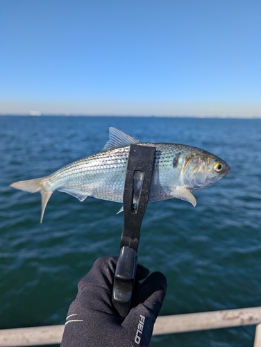 コノシロの釣果