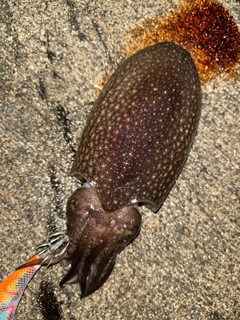 シリヤケイカの釣果