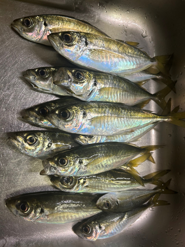 アジの釣果