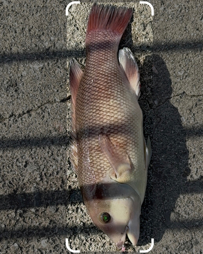 コブダイの釣果