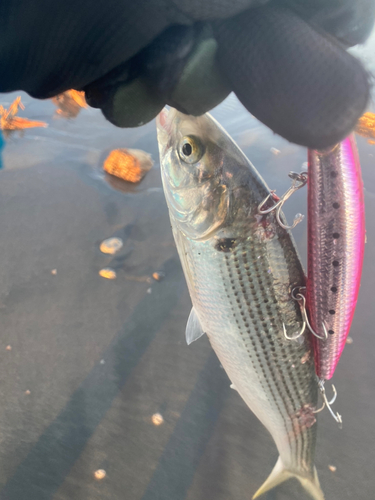 コノシロの釣果