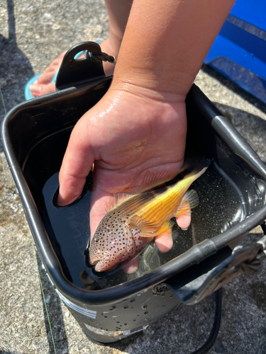 ホシゴンベの釣果