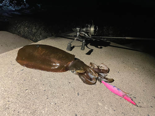 アオリイカの釣果