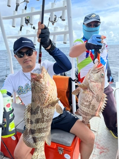 チャイロマルハタの釣果