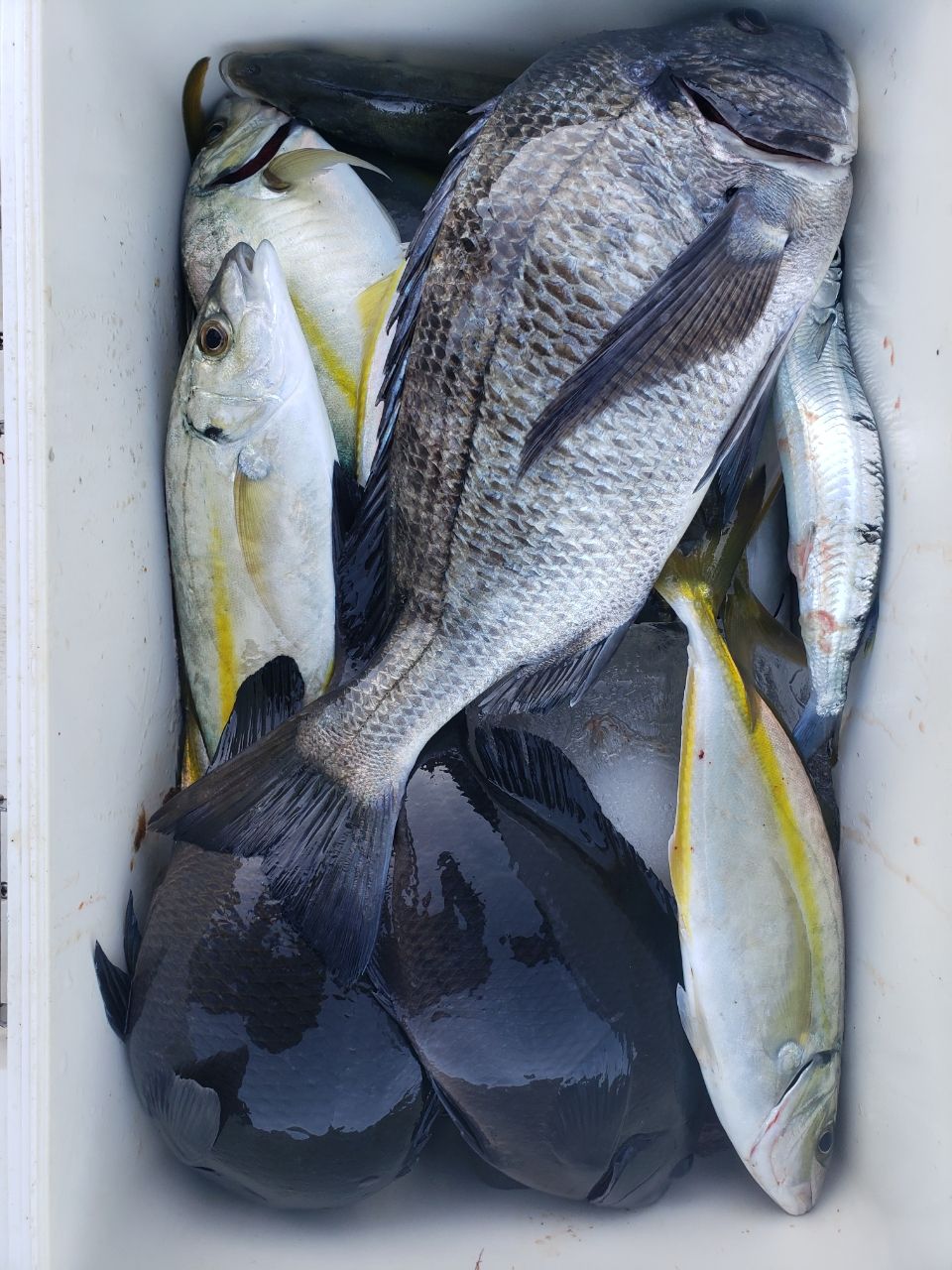 渚釣りすこすこ侍(齋藤庸三)さんの釣果 3枚目の画像