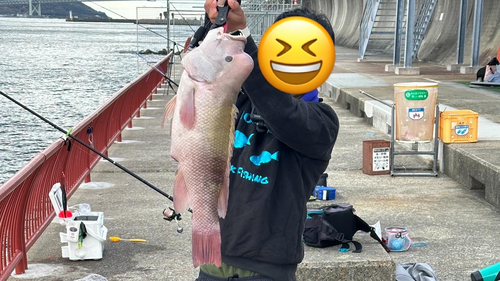 コブダイの釣果