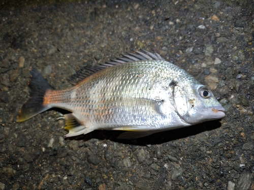 キチヌの釣果