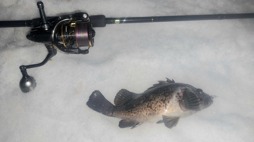 クロソイの釣果