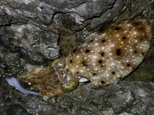 コブシメの釣果