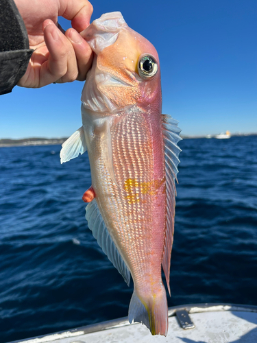 アカアマダイの釣果