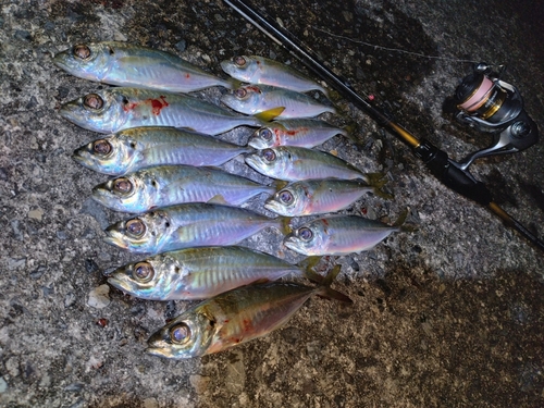 アジの釣果