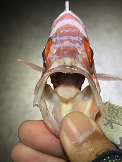 ゴマヒレキントキの釣果