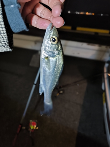 セイゴ（マルスズキ）の釣果