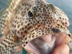 カンモンハタの釣果