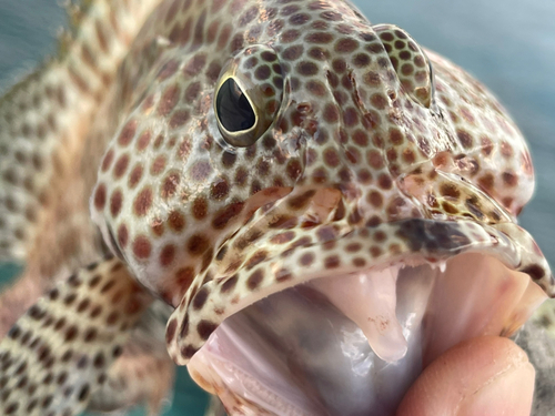 カンモンハタの釣果